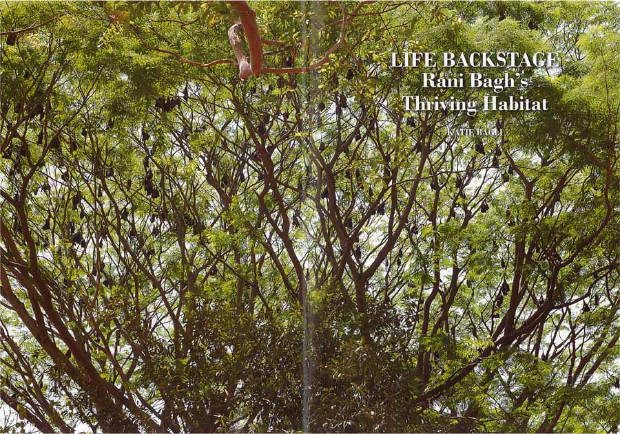 Rani Bagh 150 Years, Chapter III double-spread 